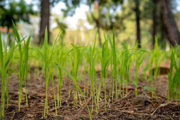 Close-up of fresh seedlings are growing from ground on blurred trees background