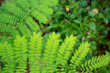 Fresh green leafs with blurred green plants background and copy space