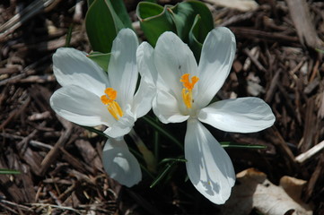 crocus closest
