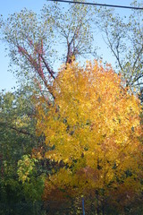 fall yellow
