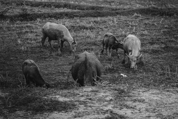 Fototapeta premium Buffalo buffalo eating grass