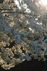 Sunburst White Bloom