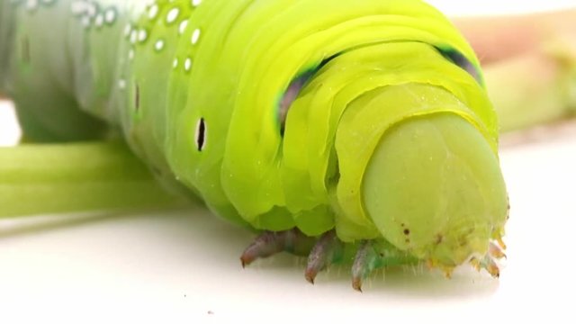 Oleander Hawk Moth Caterpillar (Daphnis nerii, Sphingidae), eat leaves of a plant.