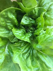 Homegrown Organic Bibb Lettuce