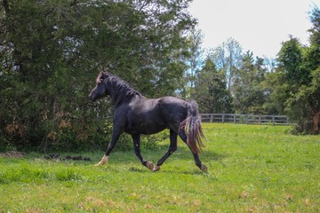 Fototapeta na wymiar Proud Black Stallion in Field
