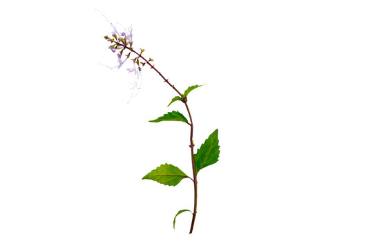Close up  Orthosiphon aristatus isolated on white backgeound.Saved with clipping path.