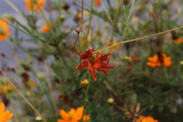 red flowers on green background