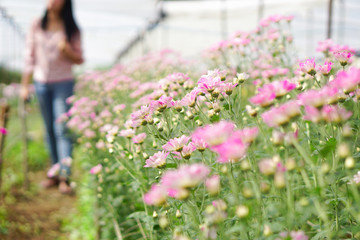 Obraz premium pink of chrysanthemum flower