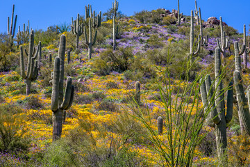 A colorful display of spring wildflowers carpets a sonoran desert hillside. Along Highway 77, Arizona. © Dennis