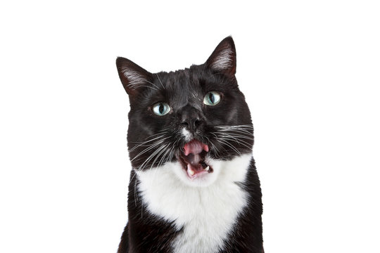 Black and White tuxedo cat with his mouth open