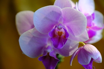 Fototapeta na wymiar orchid flower isolated