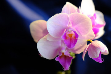 Fototapeta na wymiar orchid flower isolated