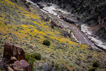 Salt River Canyon is draped in a brilliant display of Spring Gold Poppies. Eastern Arizona.b