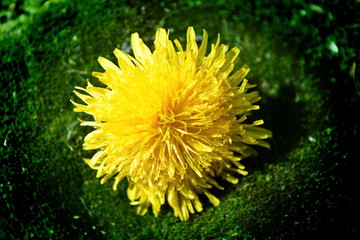 Bright yellow dandelion flower like sun illuminates a dark area of green moss