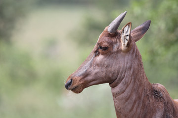 Leierantilope oder Halbmondantilope / Common Tsessebe / Damaliscus lunatus...