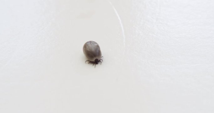 Large, full tick crawling towards the camera.