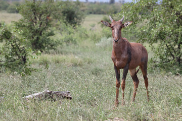 Leierantilope oder Halbmondantilope / Common Tsessebe / Damaliscus lunatus...
