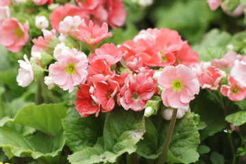 Begonia Flowers , Begonia obliqua,  are Blooming  in Springtime Colorful Flowers Freshen up the Summer Days in the Park
