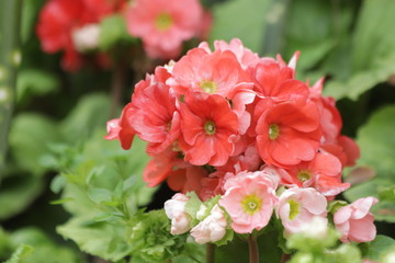 Begonia Flowers , Begonia obliqua,  are Blooming  in Springtime Colorful Flowers Freshen up the Summer Days in the Park