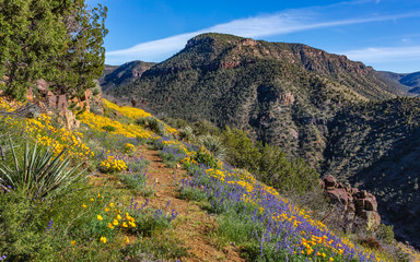 Abandoned road becomes, . . . forgotten trail, . . . becomes, . . . gateway to what lies beyond. Salt River Canyon, Arizona.
