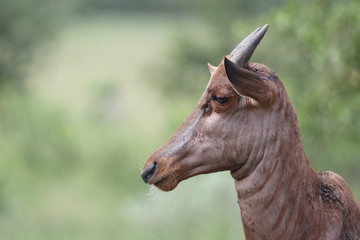 Leierantilope oder Halbmondantilope / Common Tsessebe / Damaliscus lunatus...