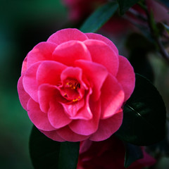 Flowers and plants in a botanical garden