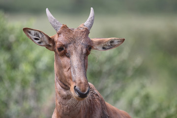 Leierantilope oder Halbmondantilope / Common Tsessebe / Damaliscus lunatus...