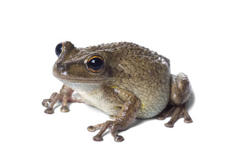 Cuban Treefrog (Osteopilus septentrionalis). Isolated on white background