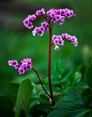 Flowers and plants in a botanical garden