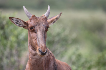 Leierantilope oder Halbmondantilope / Common Tsessebe / Damaliscus lunatus...