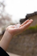 아름다운 벚꽃, 활짝핀 벚꽃 풍경