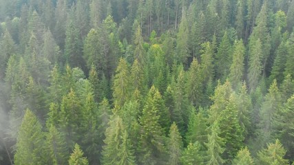 Spruce trees in forest, on slopes of Carpathian Mountains in Ukraine