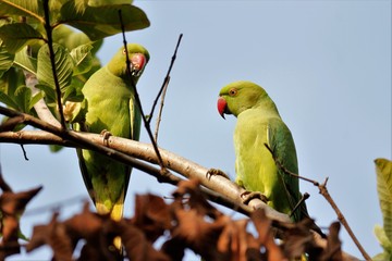 parrot on a branch