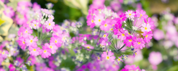 Obraz premium Cluster of small pink flowers blossom in the botanical garden in soft focus