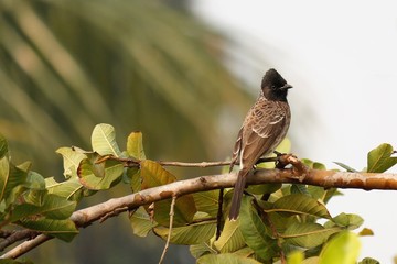 bird on a branch