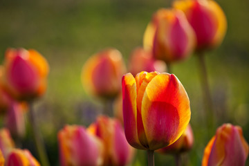 Flowers and plants in a botanical garden