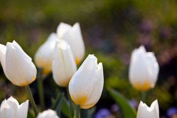 Flowers and plants in a botanical garden