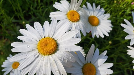 Fototapeta premium White Daisy With Water Droplets