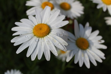 White Daisy With Water Droplets