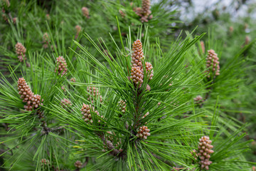 Naklejka na ściany i meble Scots pine - Pinus sylvestris in Sochi Dendrarium. Closeup of cones.