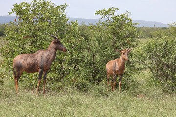 Leierantilope oder Halbmondantilope / Common Tsessebe / Damaliscus lunatus