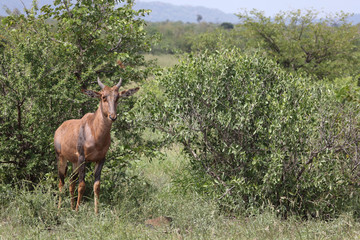 Leierantilope oder Halbmondantilope / Common Tsessebe / Damaliscus lunatus