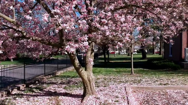Pan arround a white and pink flowered tree on spring blooming season.