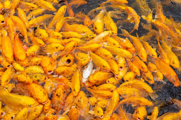 crowded golden Koi carps looking for food in a pond