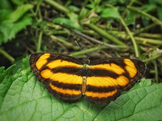 butterfly with tiger pattern wings