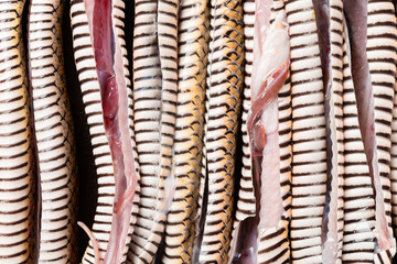 stomaches of cutout snake lined up vertically