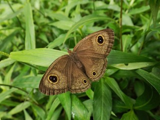 Obraz premium butterfly on leaf