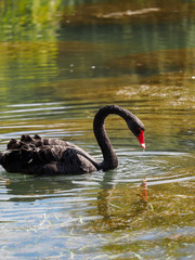 A black swan with a red beak is swimming in a pond. Cygnus atratus