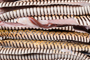 stomaches of cutout snake lined up horizontally