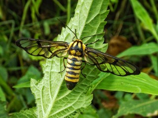insect on leaf